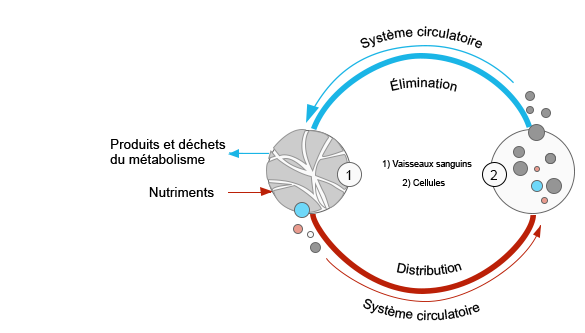 systeme_circulatoire Effet du Bemer sur le système circulatoire, vaisseaux sanguins, description des processus qui ont lieu dans les cellules humaines